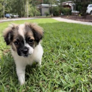 Frankie