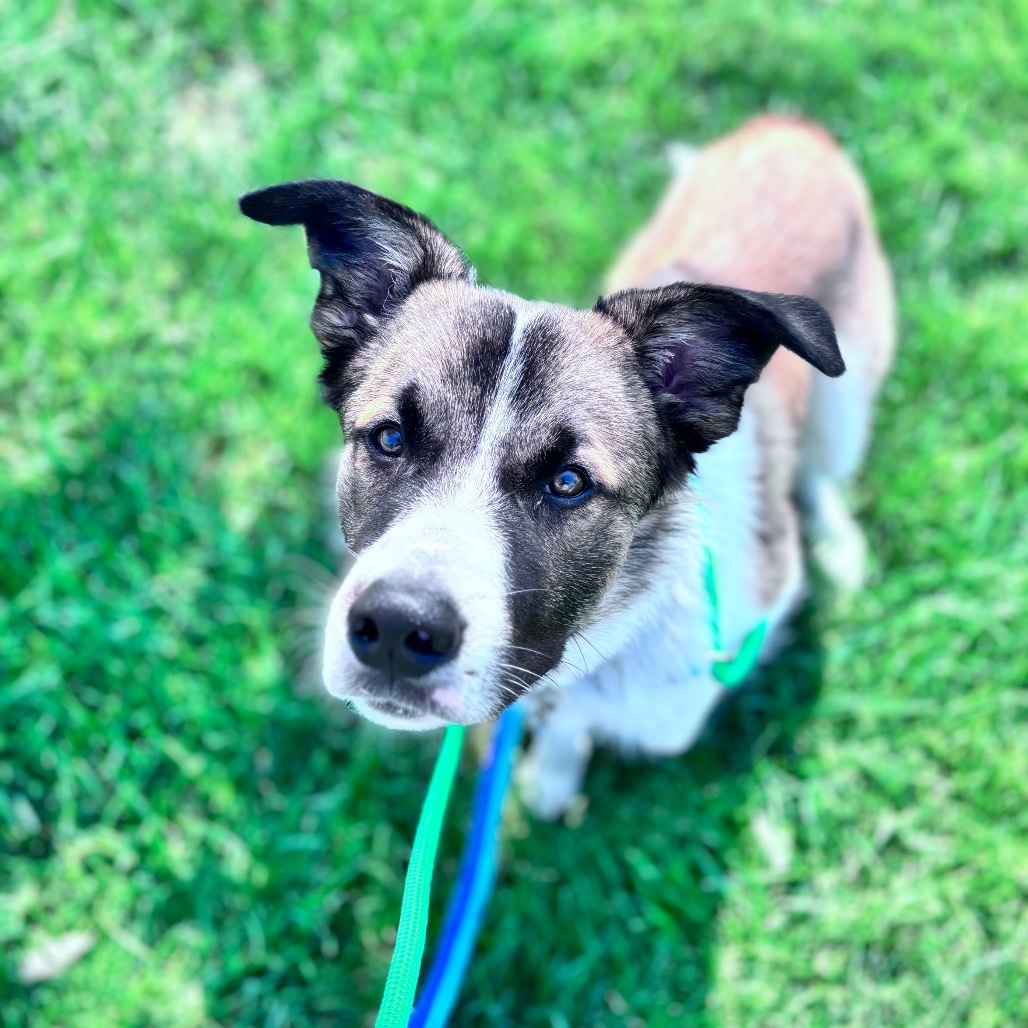 Astro, an adoptable Mixed Breed in Bismarck, ND, 58507 | Photo Image 1