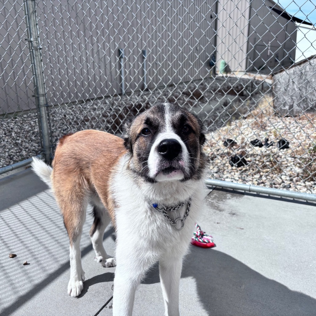 Astro, an adoptable Mixed Breed in Bismarck, ND, 58507 | Photo Image 2