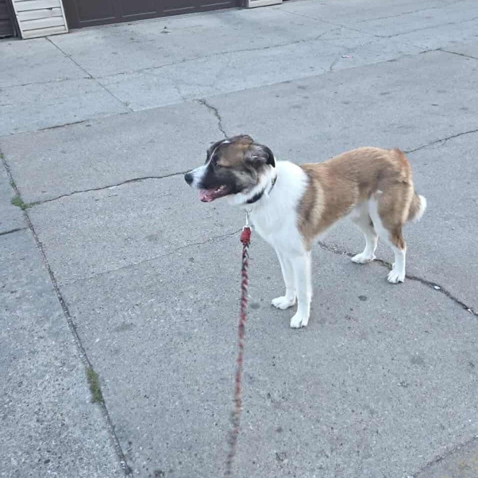 Astro, an adoptable Mixed Breed in Bismarck, ND, 58507 | Photo Image 4