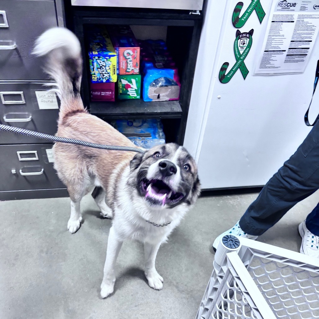 Astro, an adoptable Mixed Breed in Bismarck, ND, 58507 | Photo Image 5