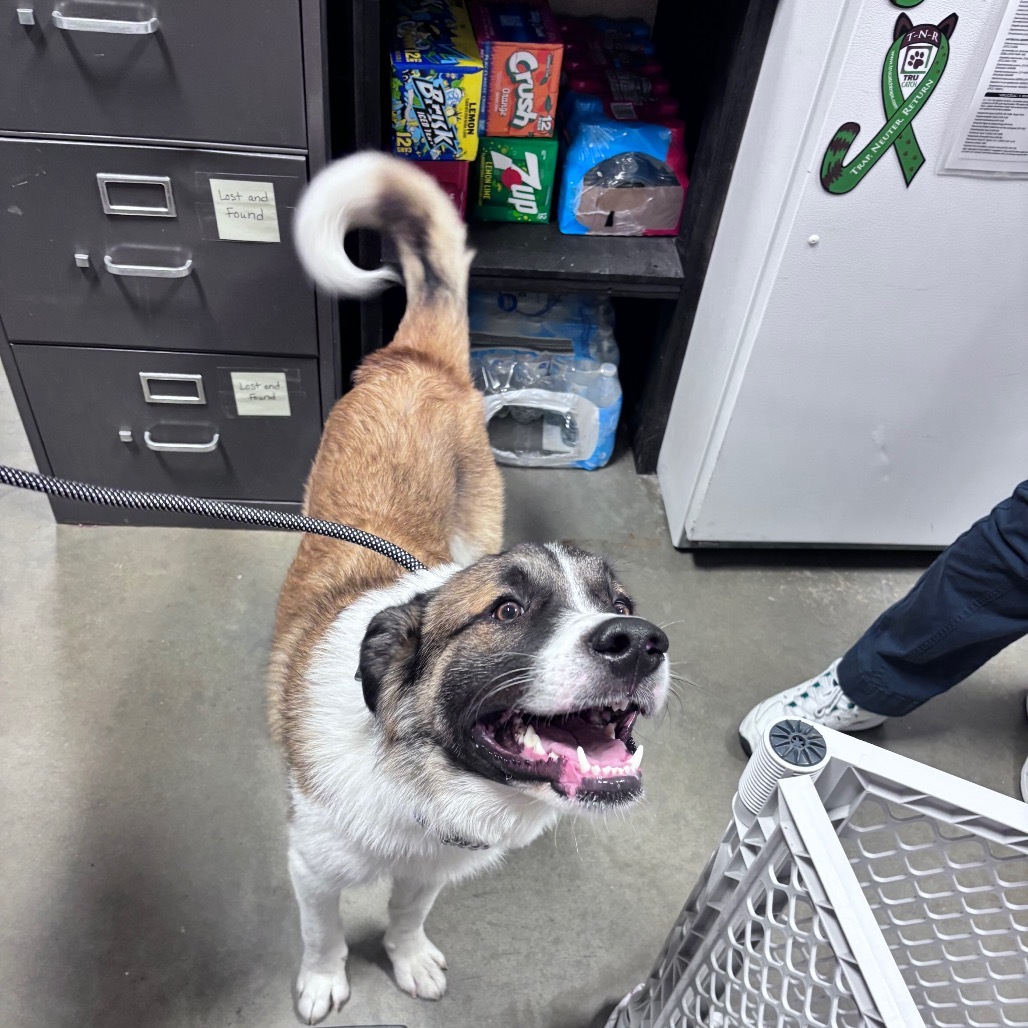 Astro, an adoptable Mixed Breed in Bismarck, ND, 58507 | Photo Image 6