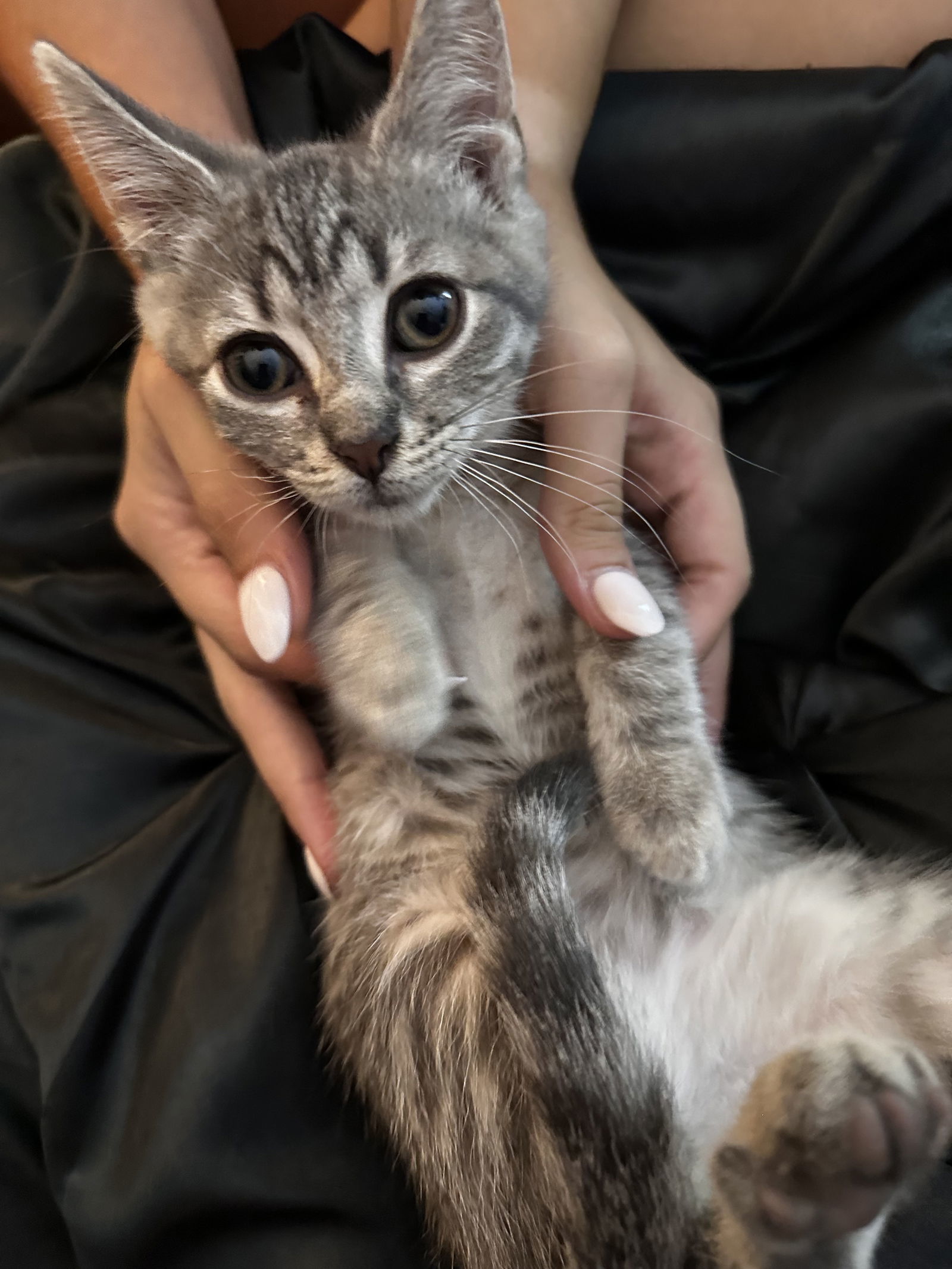 Ag Litter Hazelnut