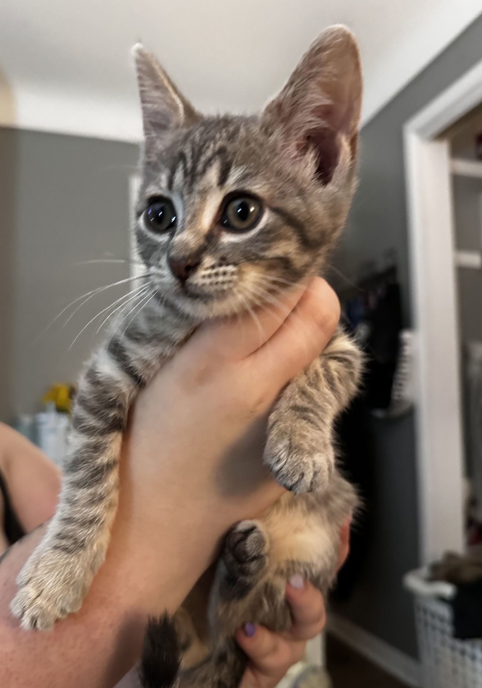 Ag Litter Hazelnut