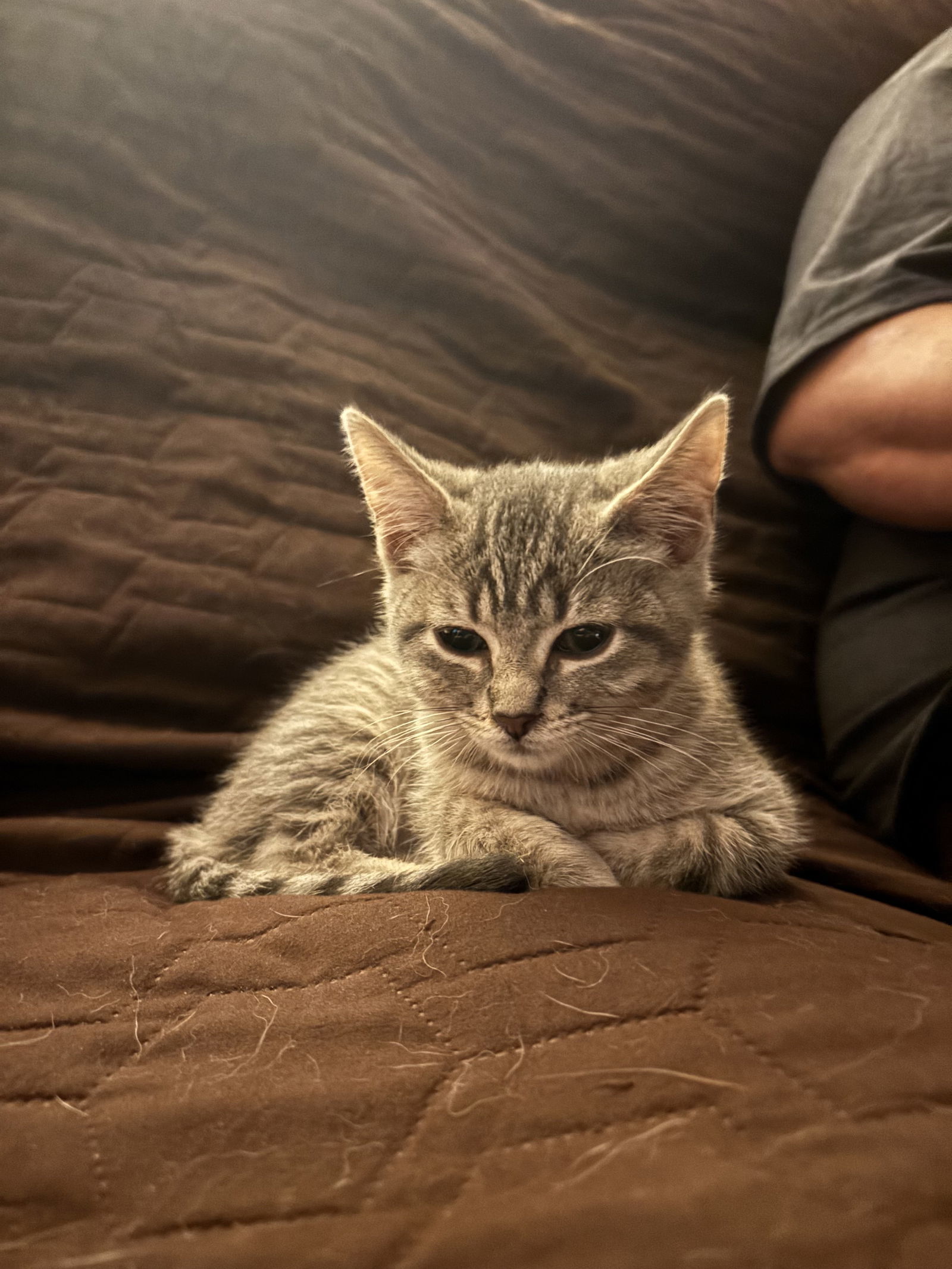 Ag Litter Hazelnut
