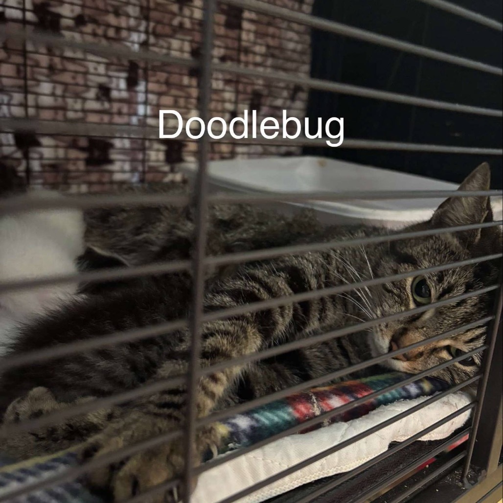 Doodle Bug