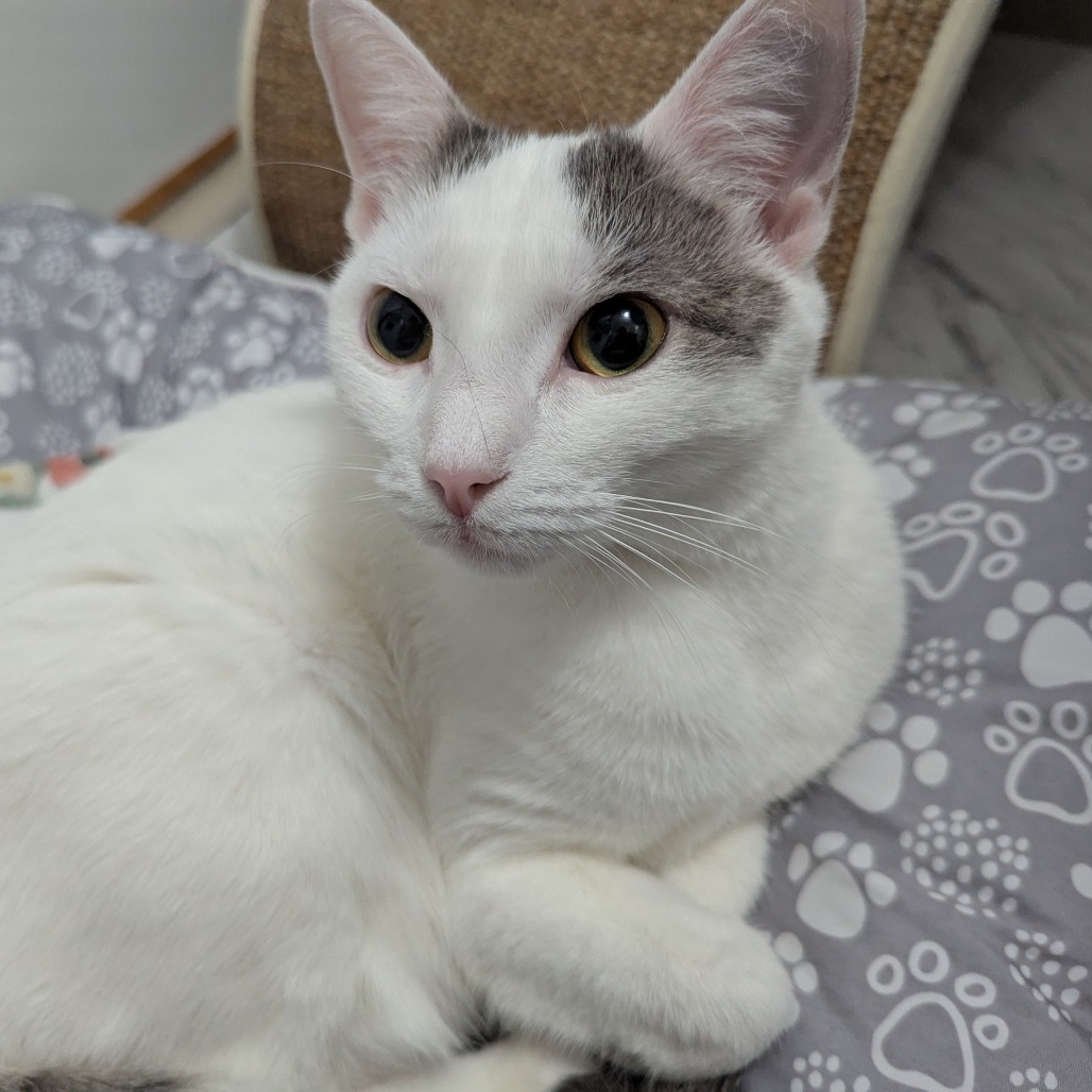 Suzie (bonded with Gus)