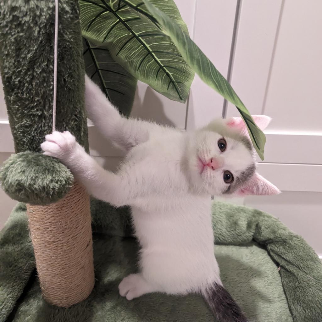 Suzie (bonded with Gus)