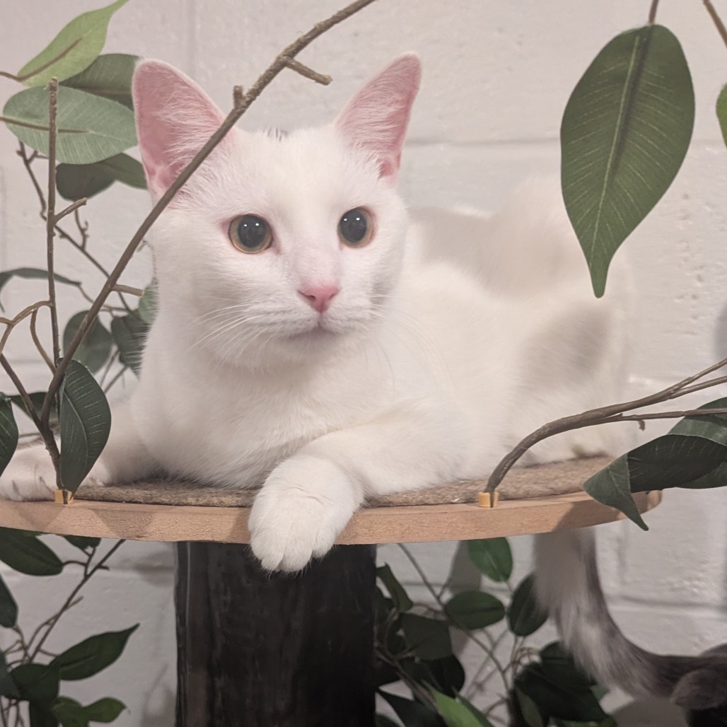 Gus (bonded with Suzie)