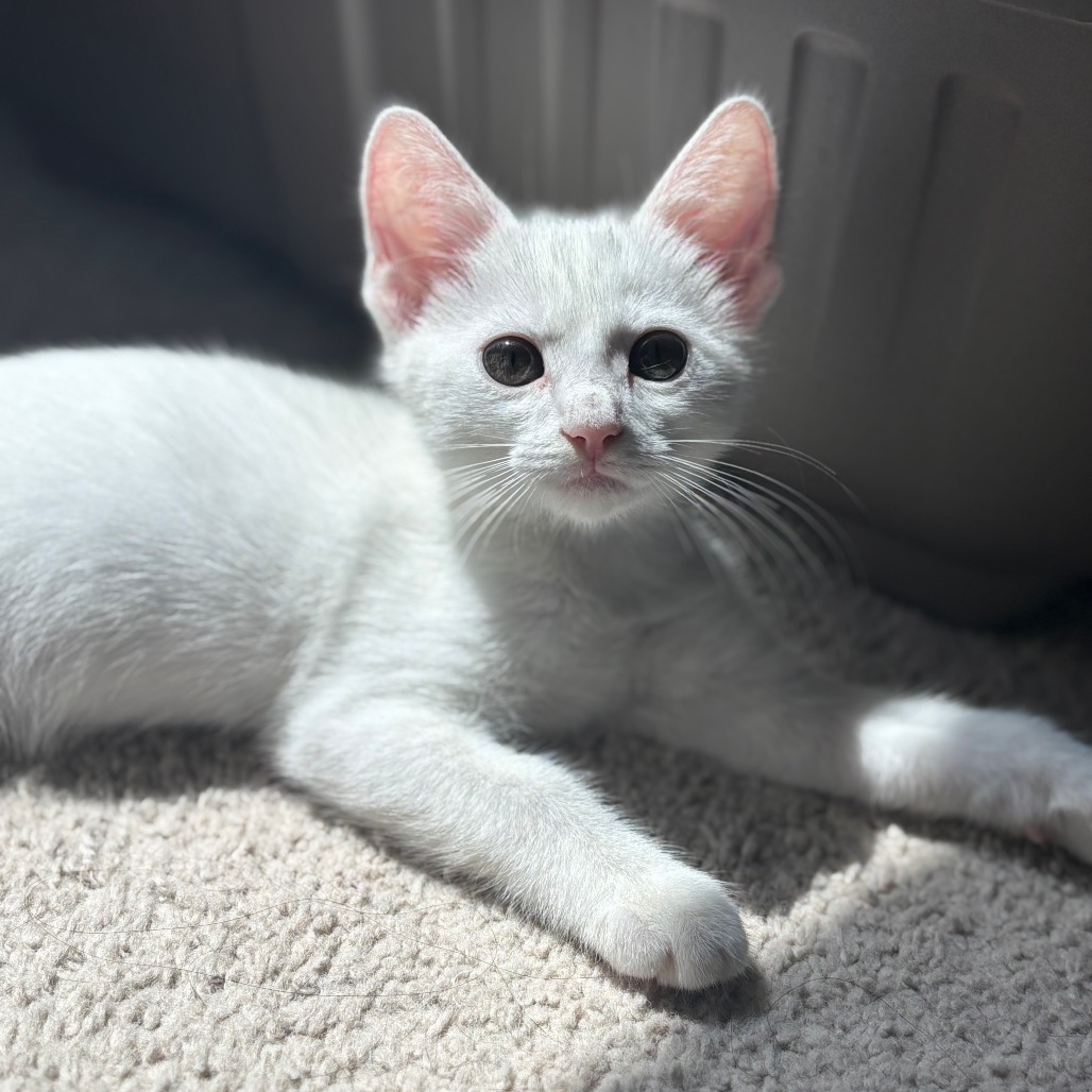 Nova