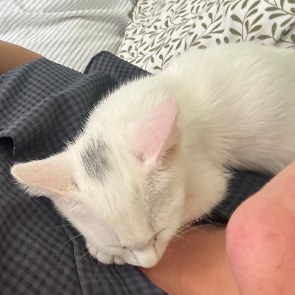 Nova
