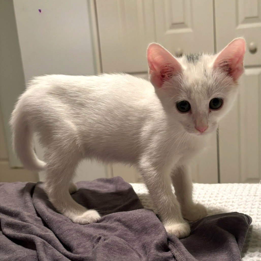 Nova