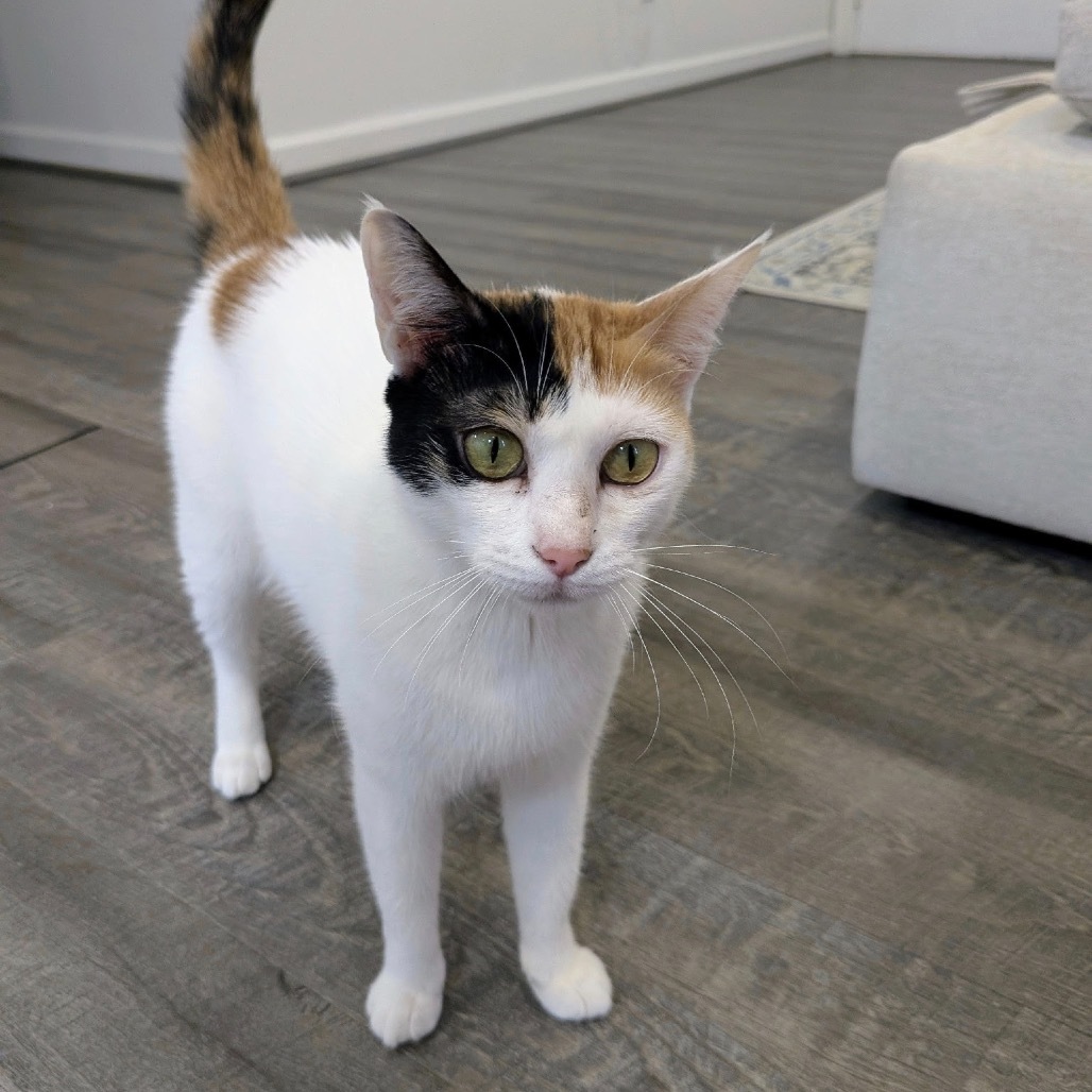 Maggie - Dubai