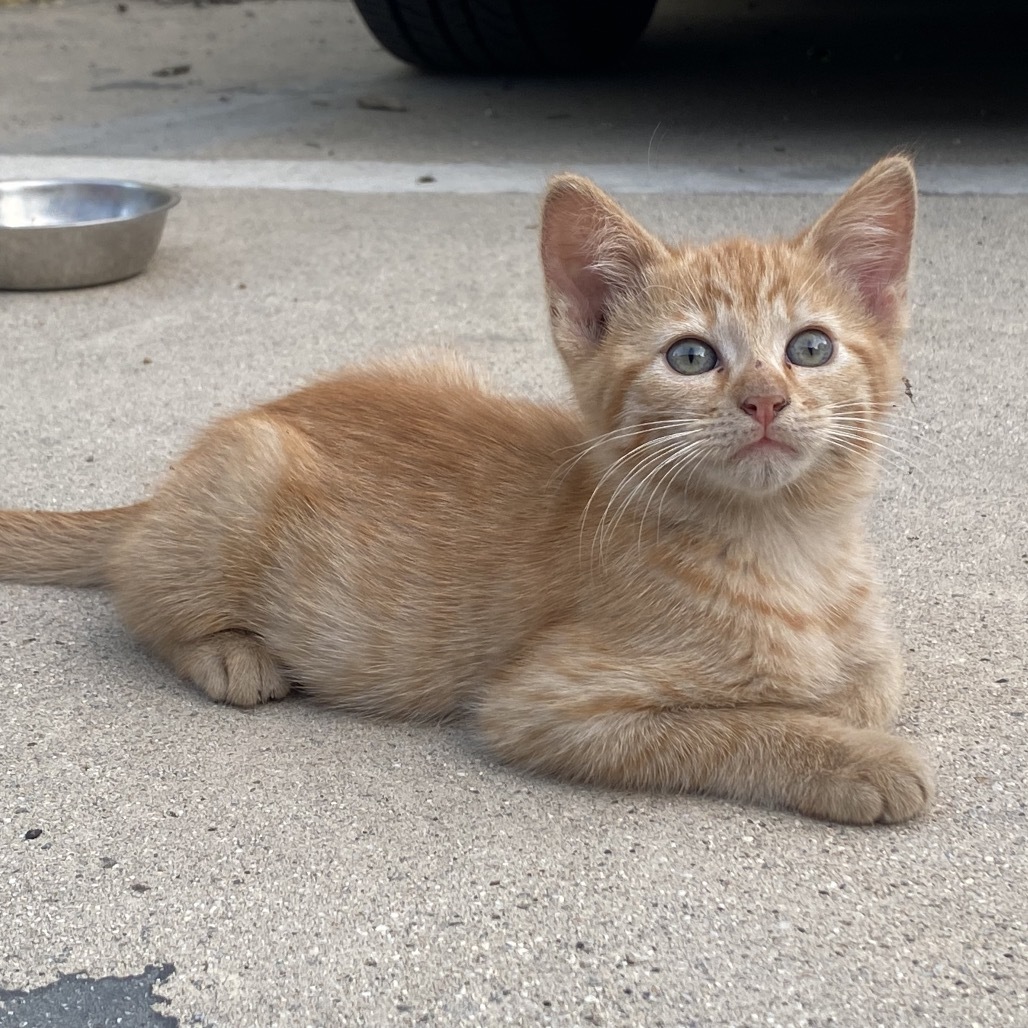 Ginger