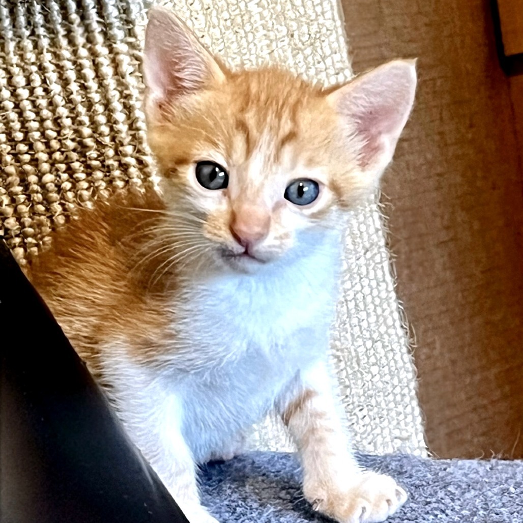 Kopy Kat 17