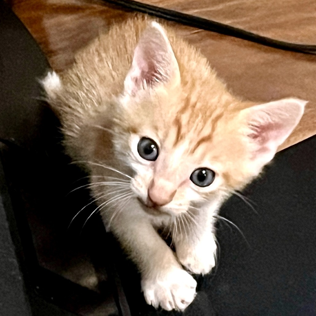 Kopy Kat 17