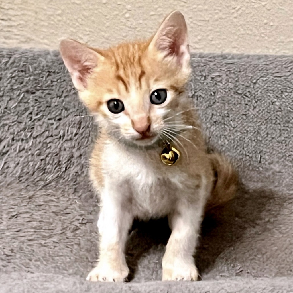 Kopy Kat 17