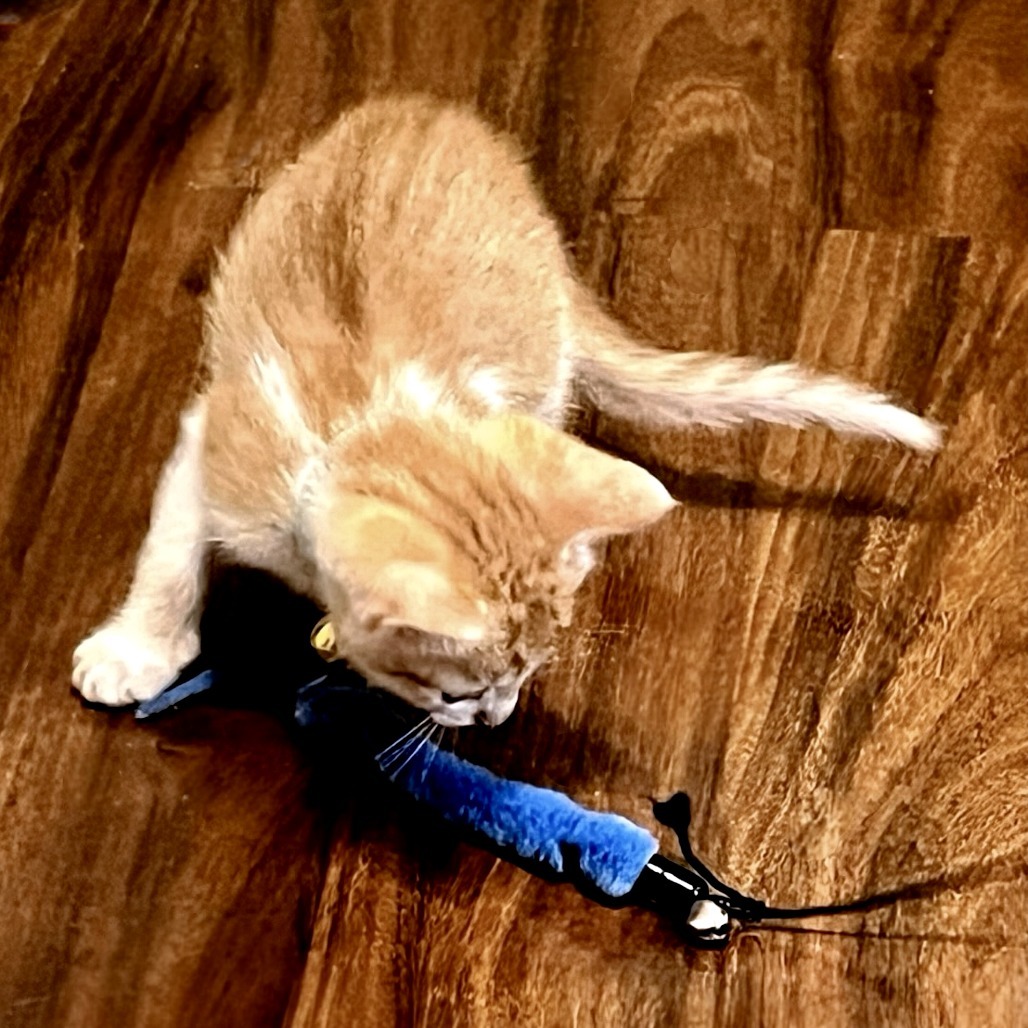 Kopy Kat 17