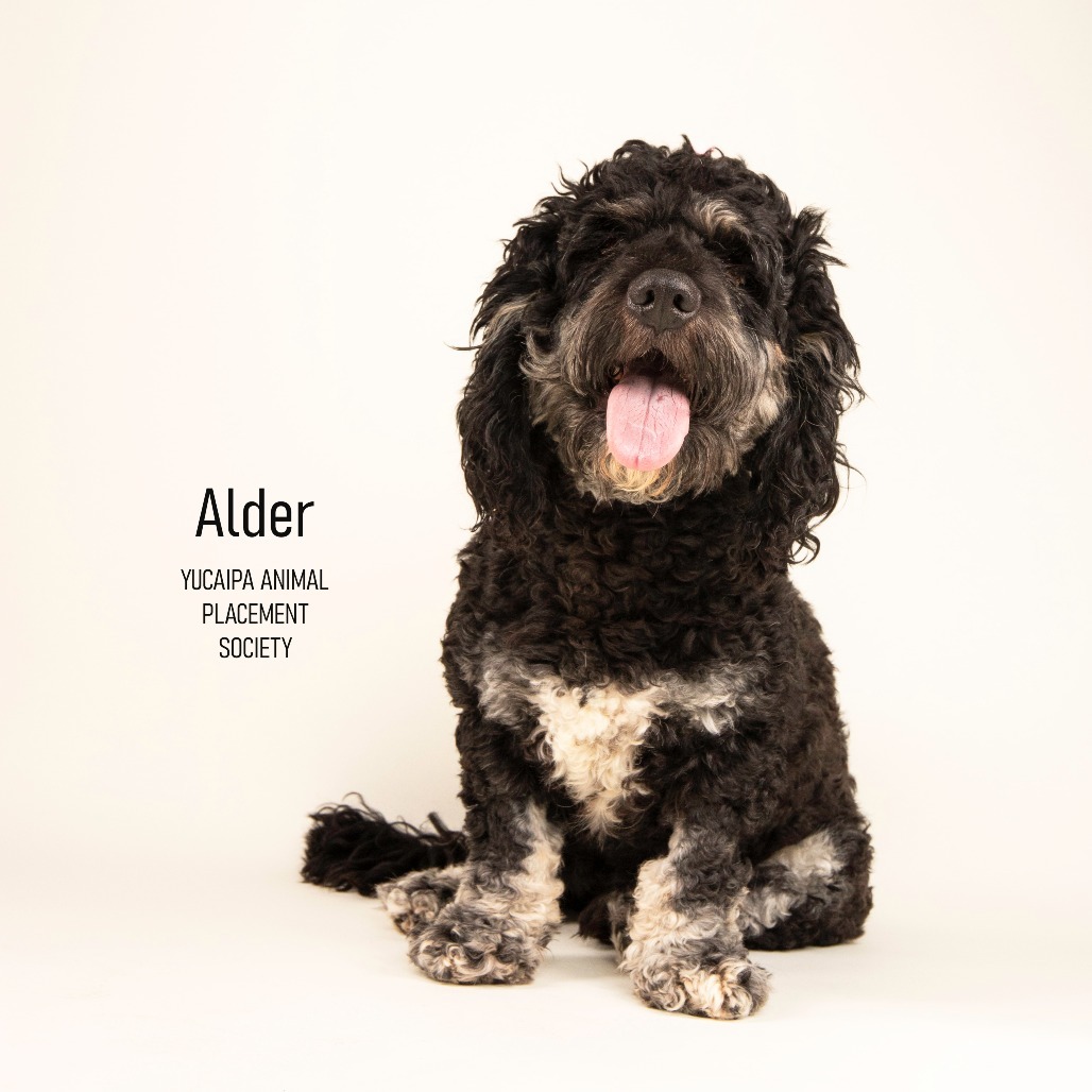 Alder, an adoptable Cockapoo in Yucaipa, CA, 92399 | Photo Image 1