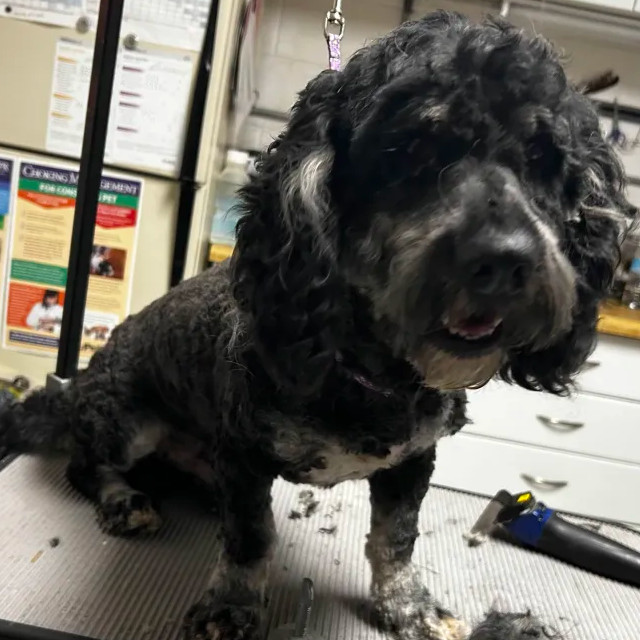 Alder, an adoptable Cockapoo in Yucaipa, CA, 92399 | Photo Image 2