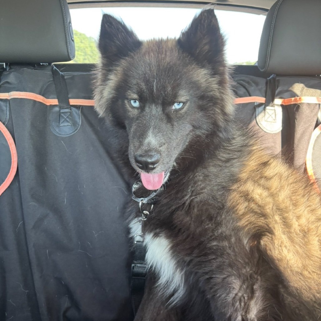 Jet, an adoptable Siberian Husky, Keeshond in Olathe, KS, 66061 | Photo Image 1