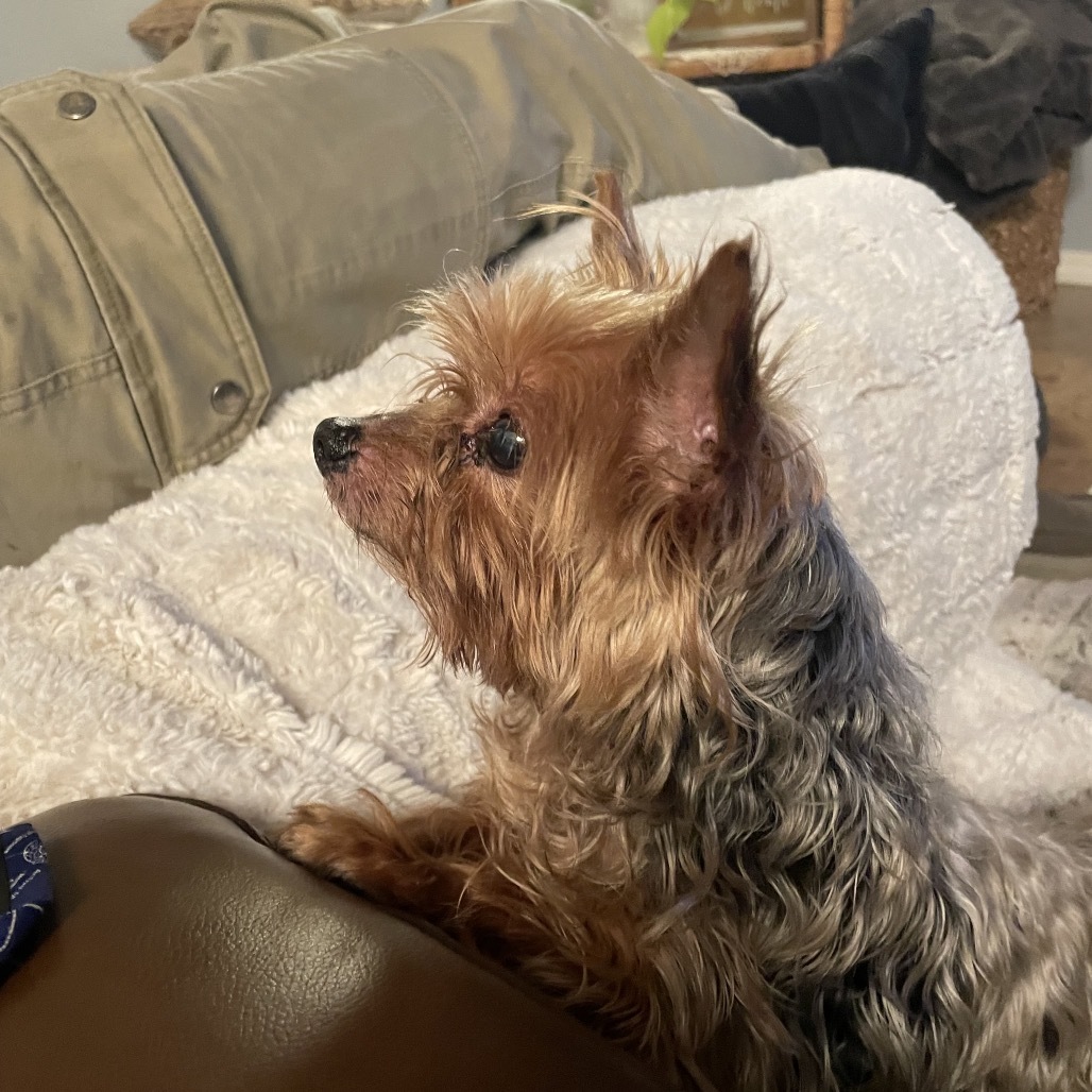 Mister Prince (Dallas)