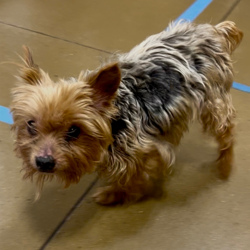 Mister Prince (Dallas)