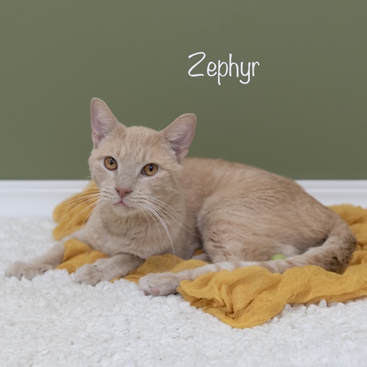 Zephyr