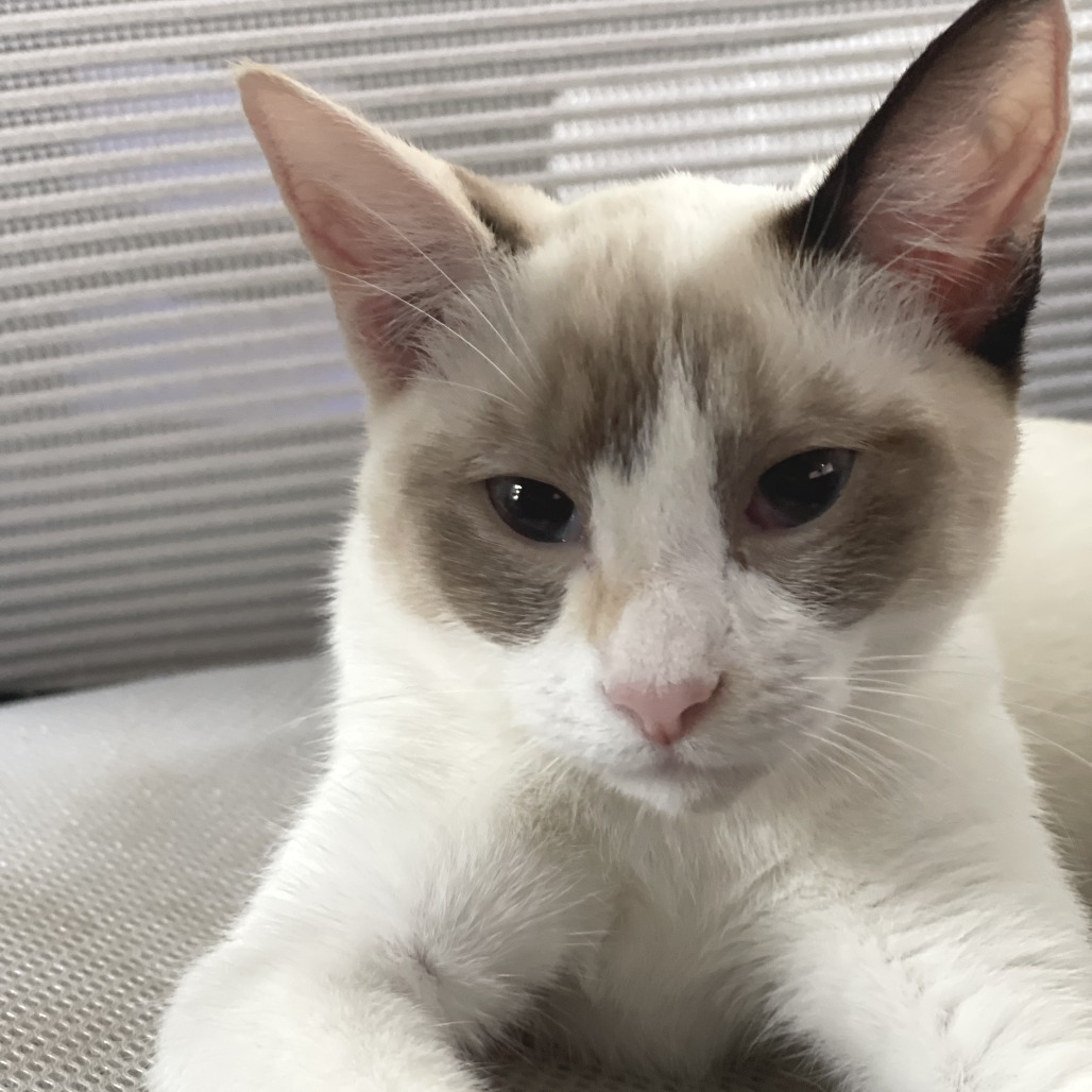 Yoshi, an adoptable Siamese, Snowshoe in Lakewood, CA, 90712 | Photo Image 1