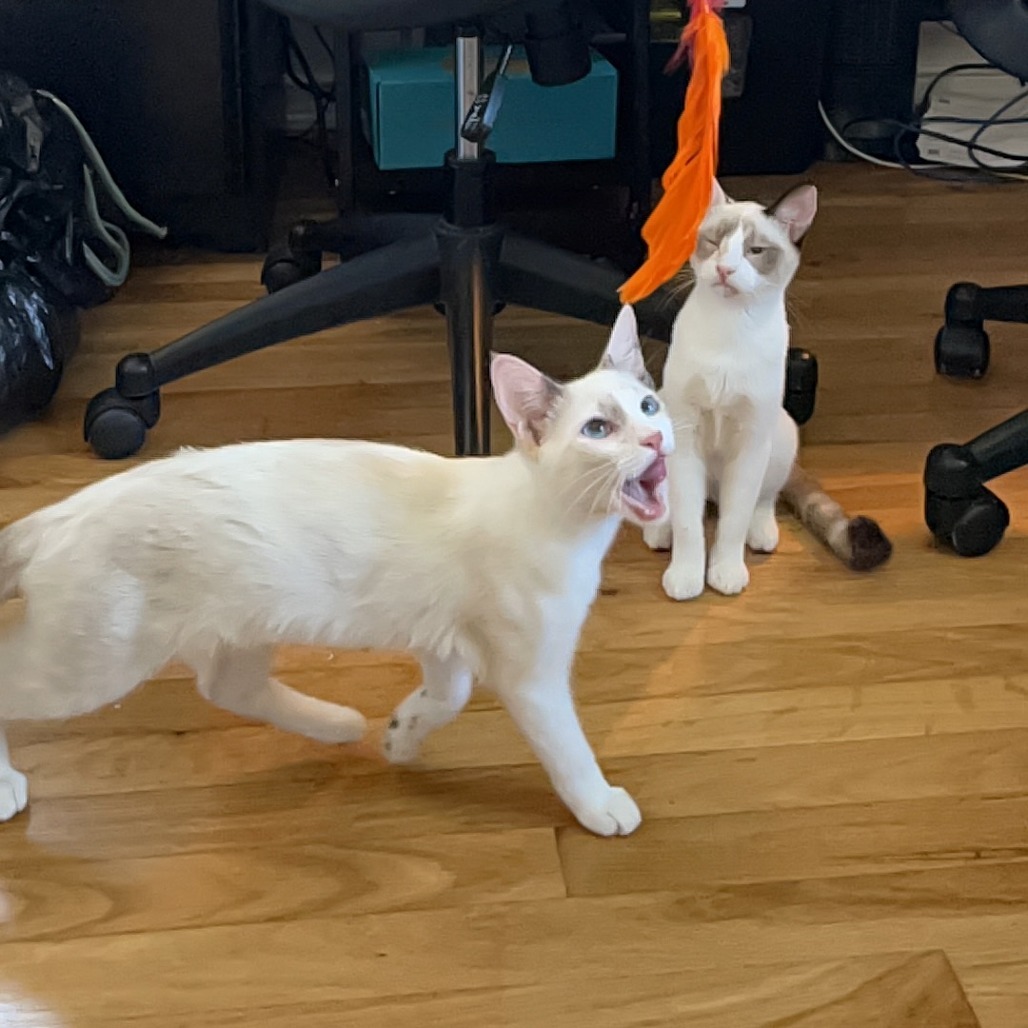 Yoshi, an adoptable Siamese, Snowshoe in Lakewood, CA, 90712 | Photo Image 2