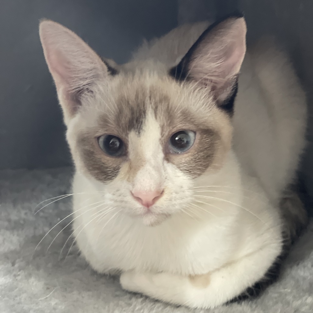 Yoshi, an adoptable Siamese, Snowshoe in Lakewood, CA, 90712 | Photo Image 3