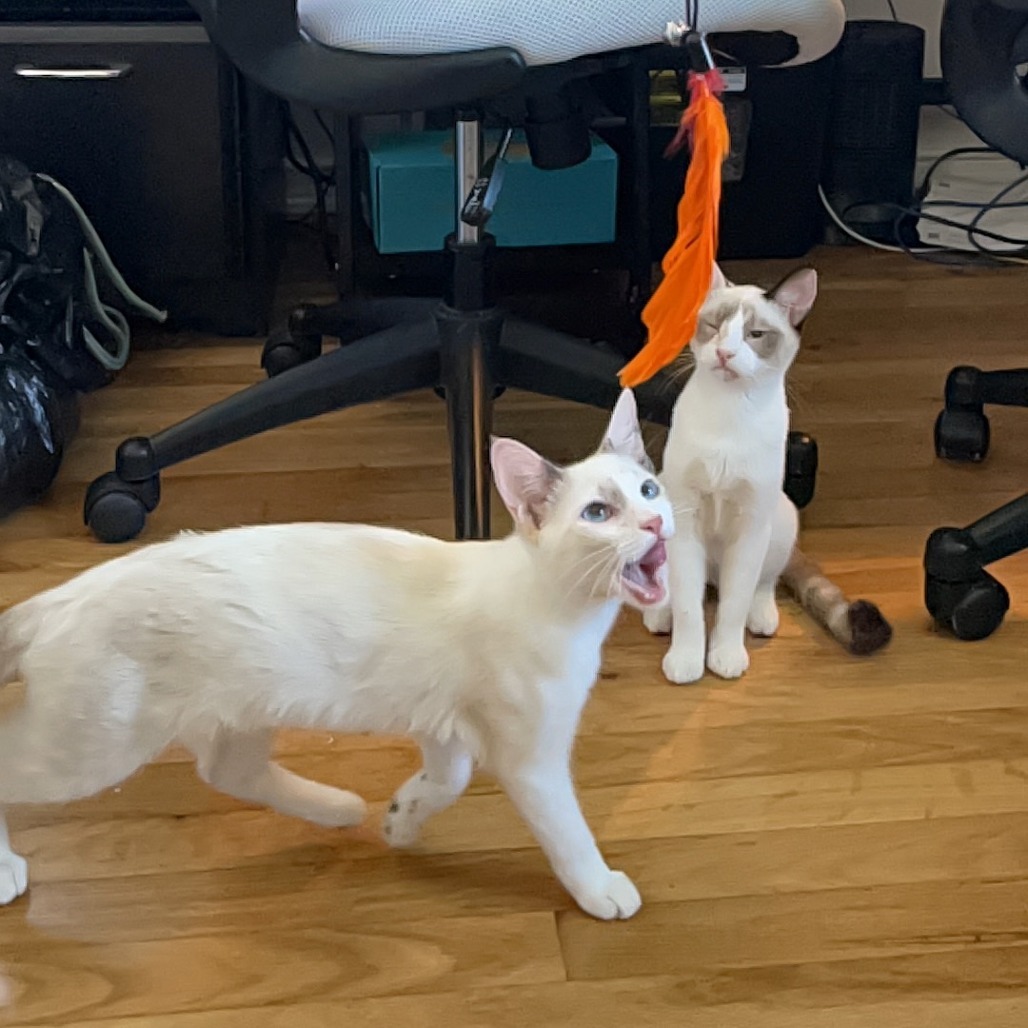 Kirby, an adoptable Siamese, Snowshoe in Lakewood, CA, 90712 | Photo Image 1