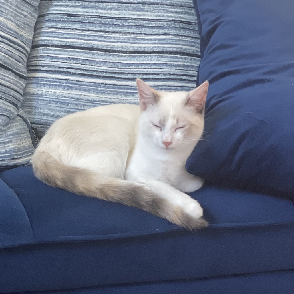 Kirby, an adoptable Siamese, Snowshoe in Lakewood, CA, 90712 | Photo Image 2