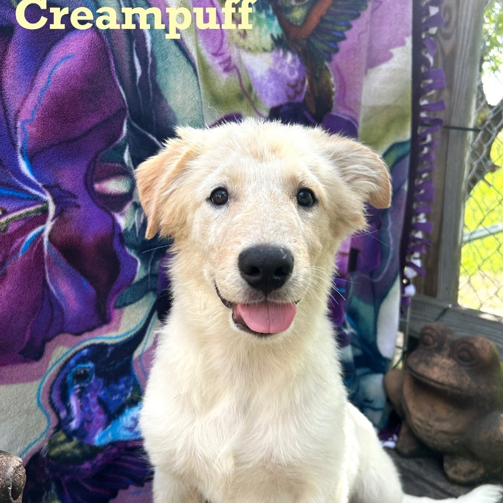 Creampuff
