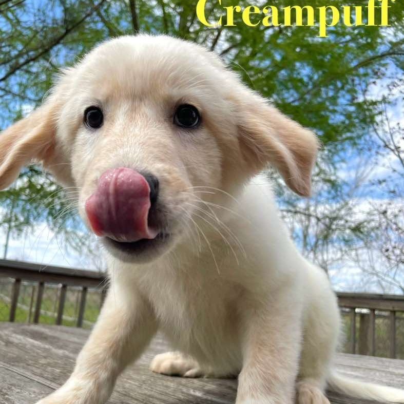 Creampuff