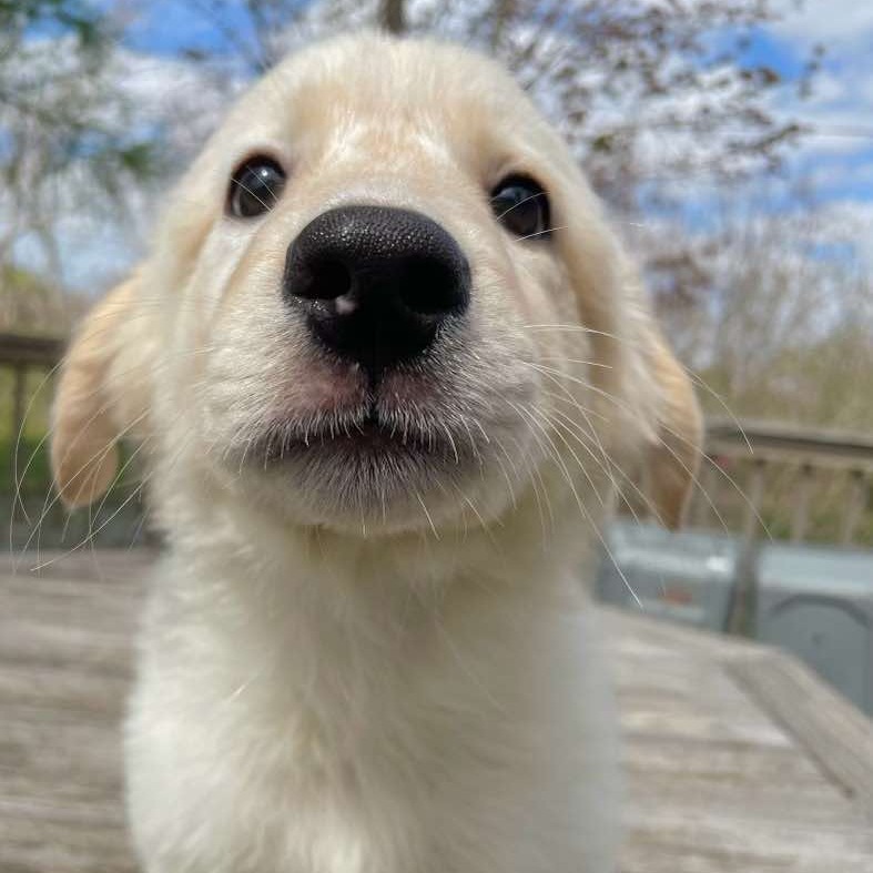 Creampuff