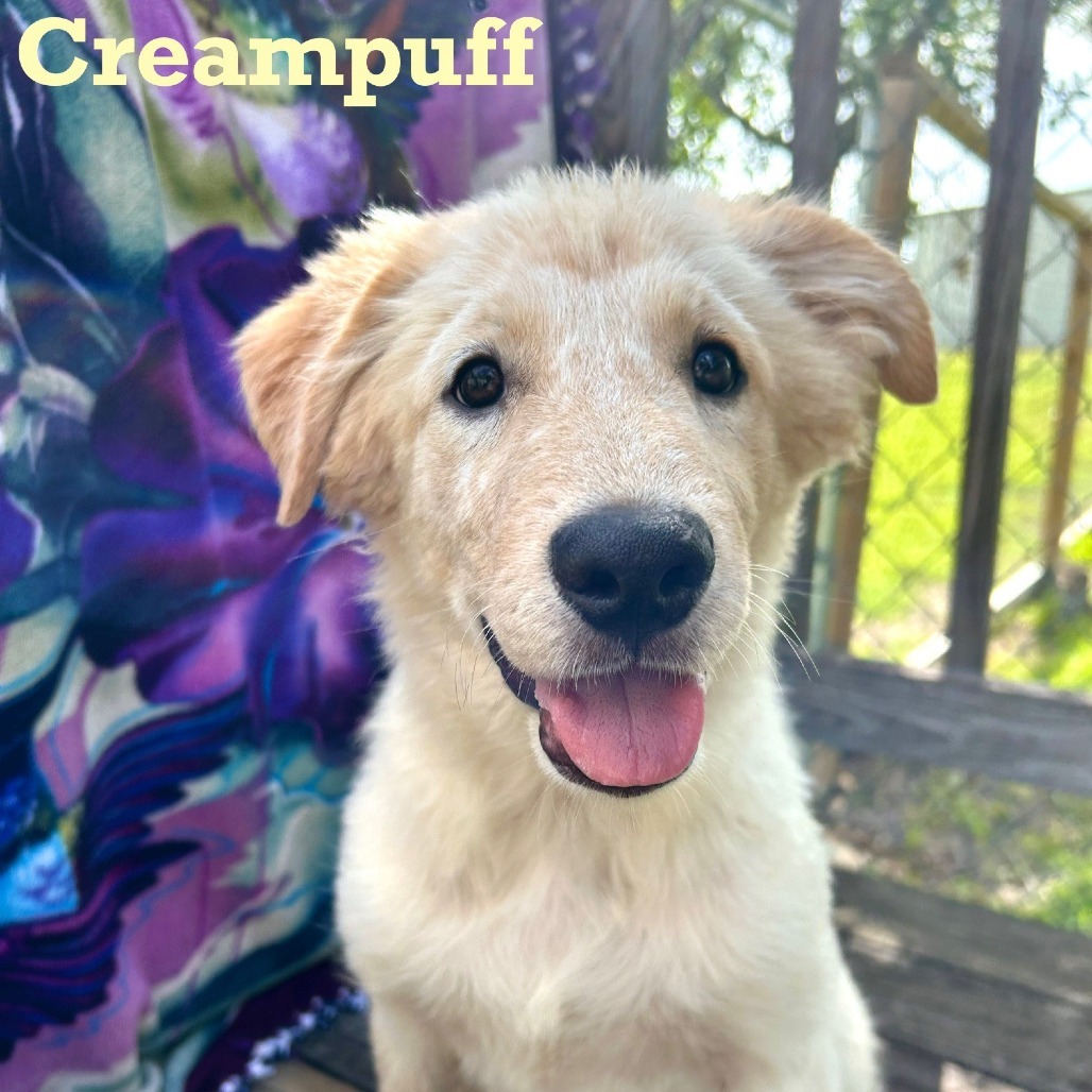 Creampuff