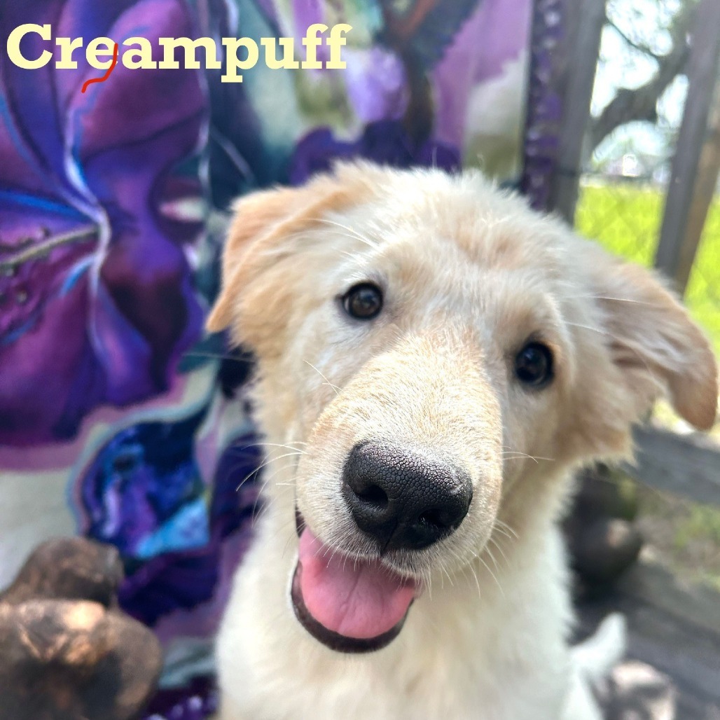 Creampuff