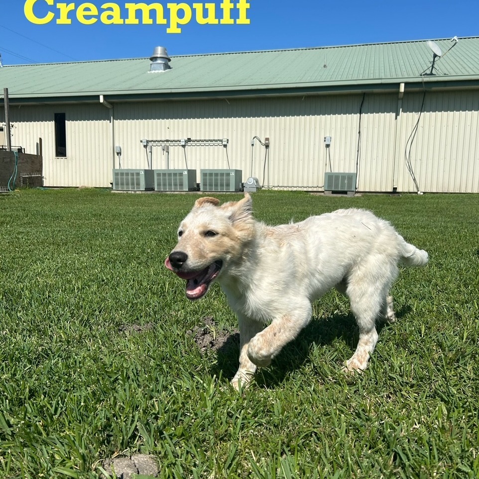 Creampuff
