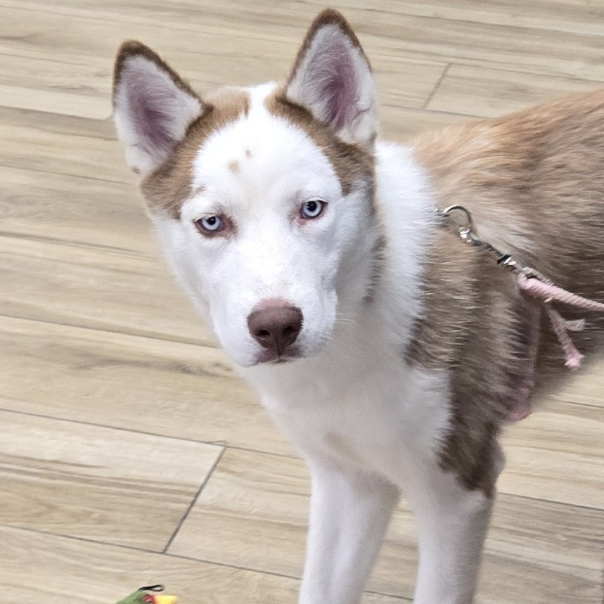 Canelo