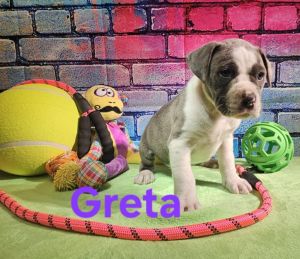 Greta