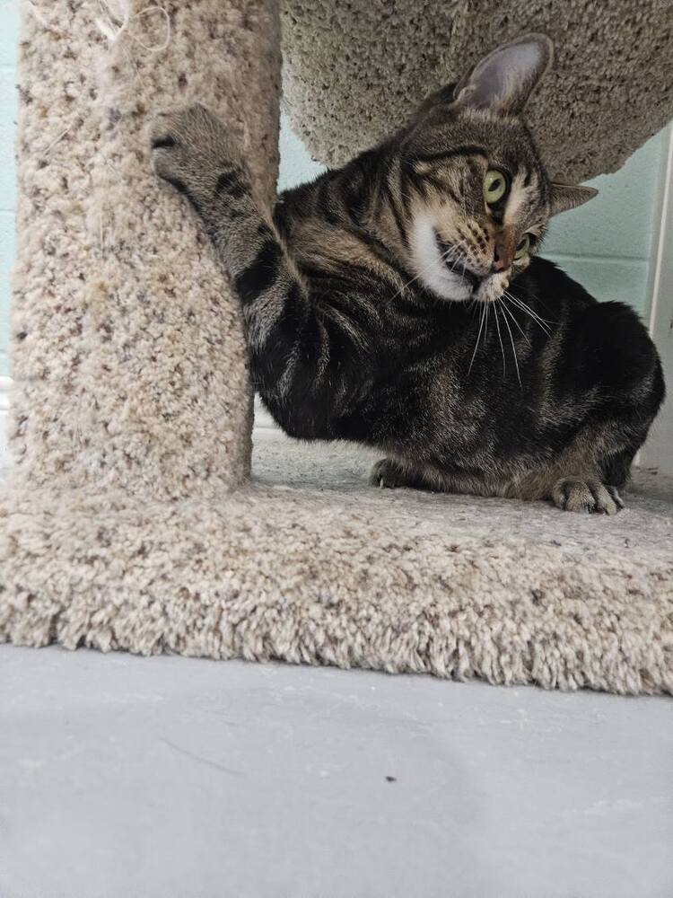 Ziggy