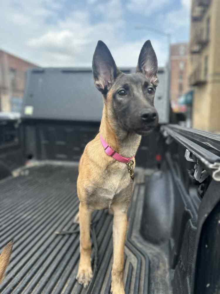 Color Pop Pups - Indie - Located in MD