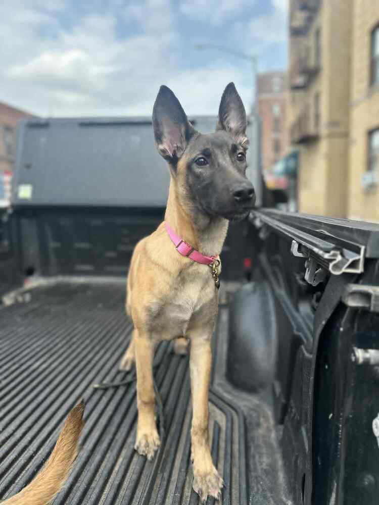 Color Pop Pups - Indie - Located in MD