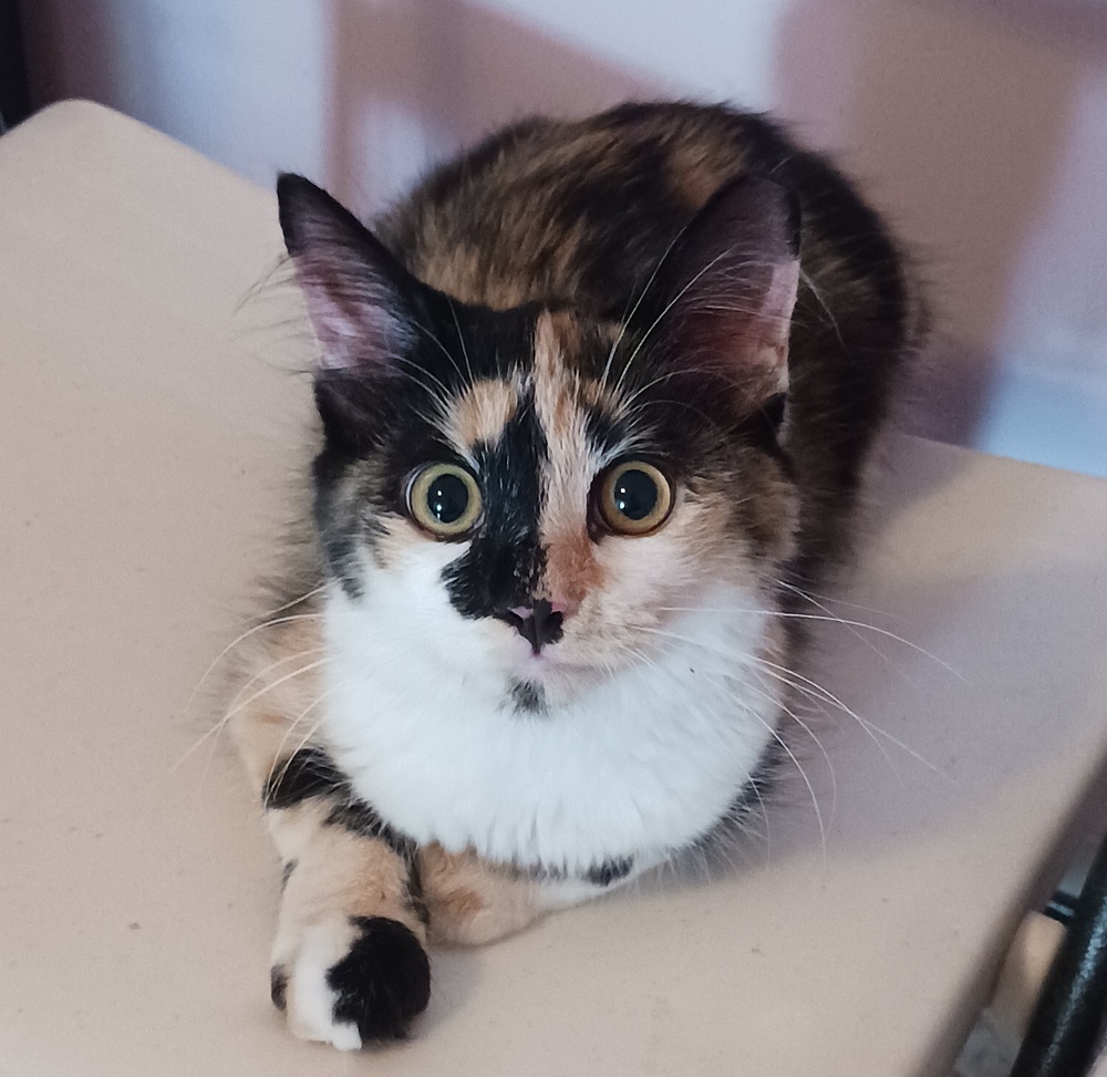 Annie