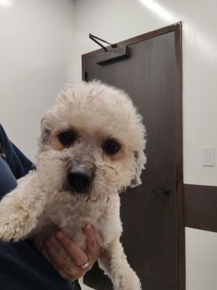 Flash- ADOPTED