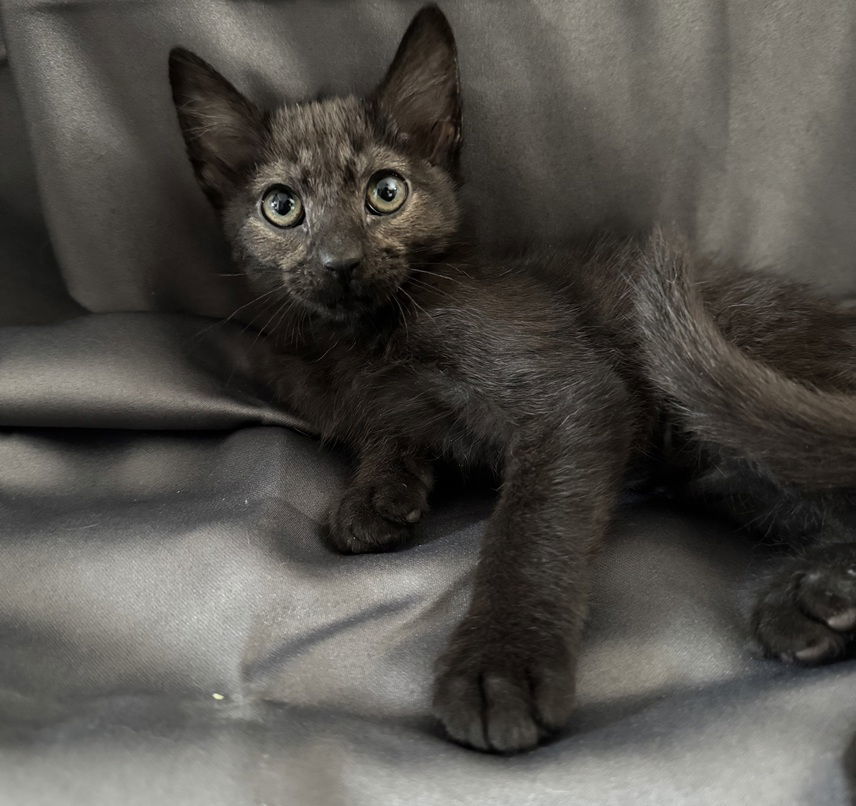 Lake25, an adoptable Havana, Domestic Short Hair in Nashville, TN, 37215 | Photo Image 1
