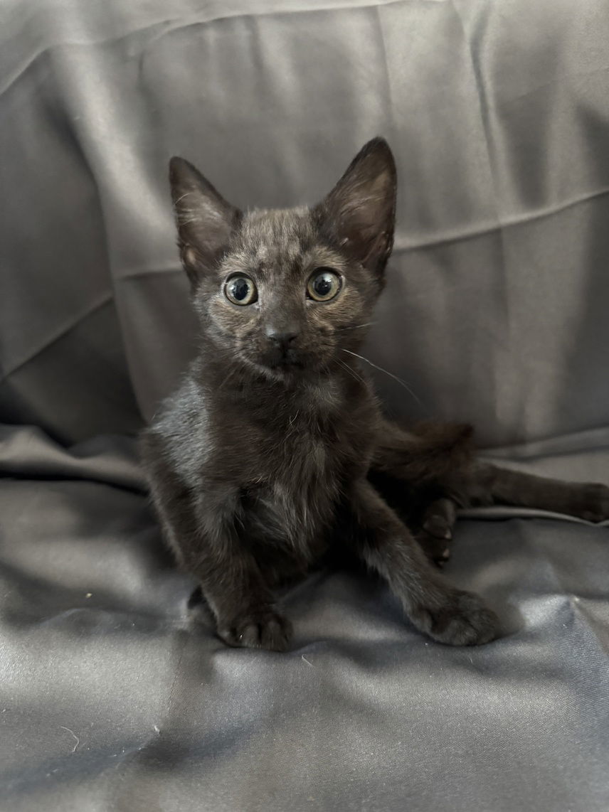 Lake25, an adoptable Havana, Domestic Short Hair in Nashville, TN, 37215 | Photo Image 2