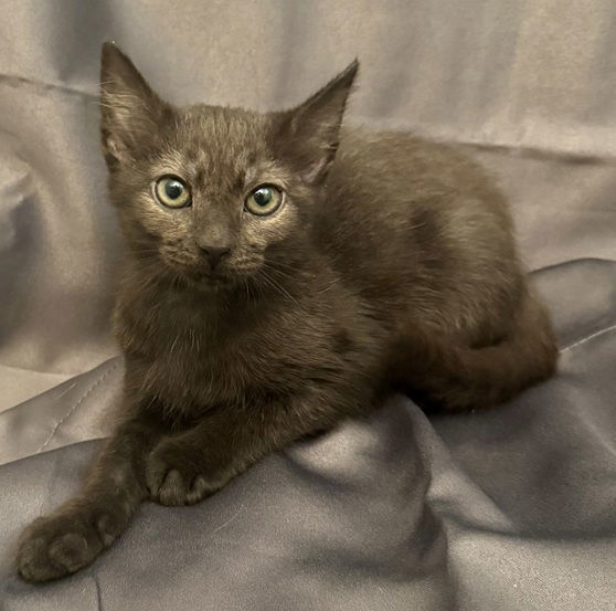 Lake25, an adoptable Havana, Domestic Short Hair in Nashville, TN, 37215 | Photo Image 3