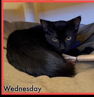 Kitten Wednesday